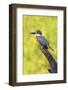 Ringed Kingfisher (Megaceryle torquata) perched-Larry Ditto-Framed Photographic Print