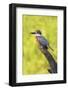 Ringed Kingfisher (Megaceryle torquata) perched-Larry Ditto-Framed Photographic Print