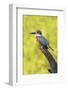 Ringed Kingfisher (Megaceryle torquata) perched-Larry Ditto-Framed Photographic Print