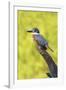 Ringed Kingfisher (Megaceryle torquata) perched-Larry Ditto-Framed Photographic Print