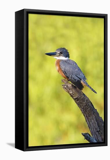 Ringed Kingfisher (Megaceryle torquata) perched-Larry Ditto-Framed Stretched Canvas