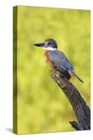 Ringed Kingfisher (Megaceryle torquata) perched-Larry Ditto-Stretched Canvas