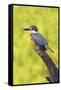 Ringed Kingfisher (Megaceryle torquata) perched-Larry Ditto-Framed Stretched Canvas