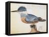 Ringed Kingfisher (Megaceryle Torquata)-null-Framed Stretched Canvas