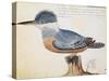 Ringed Kingfisher (Megaceryle Torquata)-null-Stretched Canvas