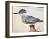 Ringed Kingfisher (Megaceryle Torquata)-null-Framed Giclee Print