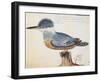 Ringed Kingfisher (Megaceryle Torquata)-null-Framed Giclee Print