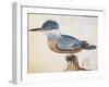 Ringed Kingfisher (Megaceryle Torquata)-null-Framed Giclee Print
