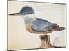 Ringed Kingfisher (Megaceryle Torquata)-null-Mounted Giclee Print