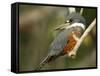 Ringed Kingfisher, Pantanal, Brazil-Joe & Mary Ann McDonald-Framed Stretched Canvas