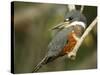 Ringed Kingfisher, Pantanal, Brazil-Joe & Mary Ann McDonald-Stretched Canvas