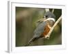 Ringed Kingfisher, Pantanal, Brazil-Joe & Mary Ann McDonald-Framed Photographic Print