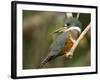 Ringed Kingfisher, Pantanal, Brazil-Joe & Mary Ann McDonald-Framed Photographic Print