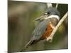 Ringed Kingfisher, Pantanal, Brazil-Joe & Mary Ann McDonald-Mounted Photographic Print