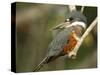 Ringed Kingfisher, Pantanal, Brazil-Joe & Mary Ann McDonald-Stretched Canvas