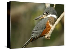 Ringed Kingfisher, Pantanal, Brazil-Joe & Mary Ann McDonald-Stretched Canvas
