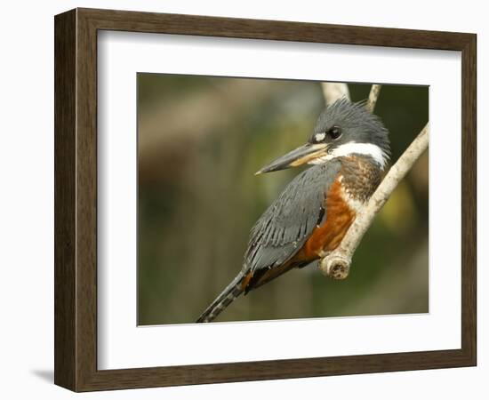 Ringed Kingfisher, Pantanal, Brazil-Joe & Mary Ann McDonald-Framed Photographic Print