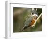 Ringed Kingfisher, Pantanal, Brazil-Joe & Mary Ann McDonald-Framed Photographic Print