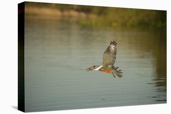 Ringed Kingfisher-Joe McDonald-Stretched Canvas