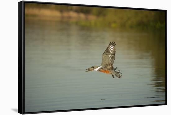 Ringed Kingfisher-Joe McDonald-Framed Stretched Canvas