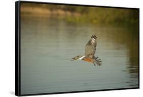 Ringed Kingfisher-Joe McDonald-Framed Stretched Canvas