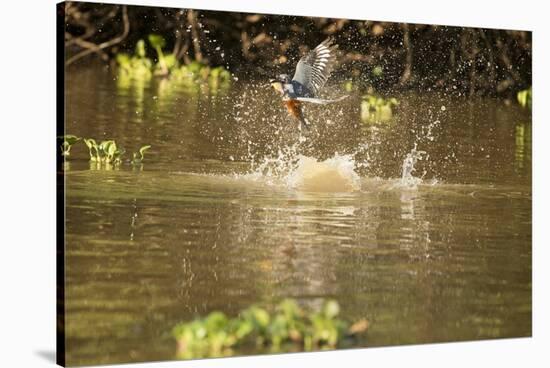 Ringed Kingfisher-Joe McDonald-Stretched Canvas