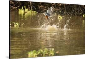 Ringed Kingfisher-Joe McDonald-Stretched Canvas