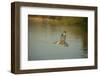 Ringed Kingfisher-Joe McDonald-Framed Photographic Print