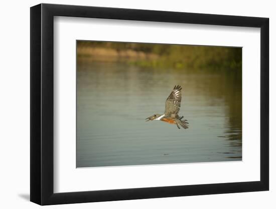 Ringed Kingfisher-Joe McDonald-Framed Photographic Print