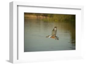 Ringed Kingfisher-Joe McDonald-Framed Photographic Print