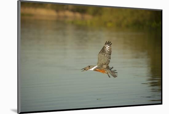 Ringed Kingfisher-Joe McDonald-Mounted Photographic Print