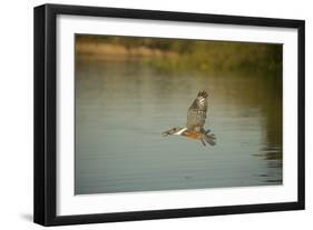 Ringed Kingfisher-Joe McDonald-Framed Photographic Print