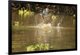 Ringed Kingfisher-Joe McDonald-Framed Photographic Print