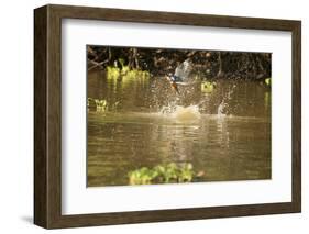 Ringed Kingfisher-Joe McDonald-Framed Photographic Print