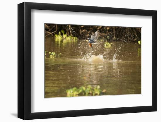 Ringed Kingfisher-Joe McDonald-Framed Photographic Print