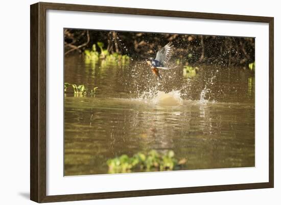 Ringed Kingfisher-Joe McDonald-Framed Photographic Print