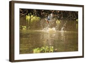 Ringed Kingfisher-Joe McDonald-Framed Photographic Print