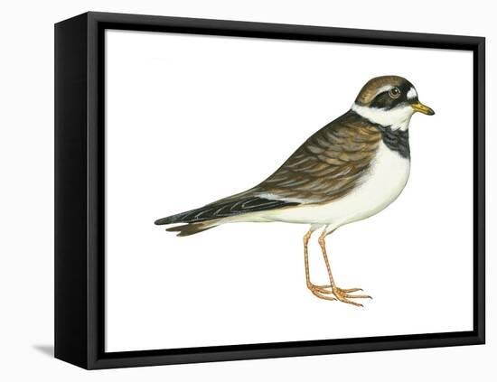 Ringed Plover (Charadrius Hiaticula), Birds-Encyclopaedia Britannica-Framed Stretched Canvas