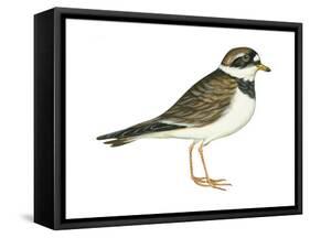 Ringed Plover (Charadrius Hiaticula), Birds-Encyclopaedia Britannica-Framed Stretched Canvas