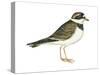 Ringed Plover (Charadrius Hiaticula), Birds-Encyclopaedia Britannica-Stretched Canvas