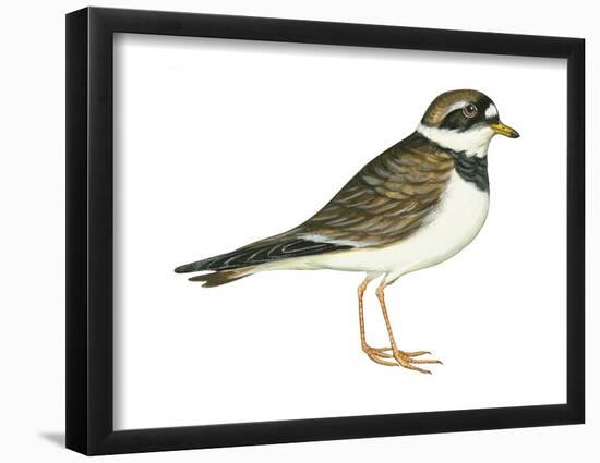 Ringed Plover (Charadrius Hiaticula), Birds-Encyclopaedia Britannica-Framed Poster