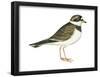 Ringed Plover (Charadrius Hiaticula), Birds-Encyclopaedia Britannica-Framed Poster