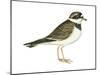 Ringed Plover (Charadrius Hiaticula), Birds-Encyclopaedia Britannica-Mounted Poster