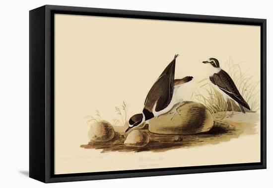 Ringed Plovers-John James Audubon-Framed Stretched Canvas