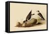 Ringed Plovers-John James Audubon-Framed Stretched Canvas