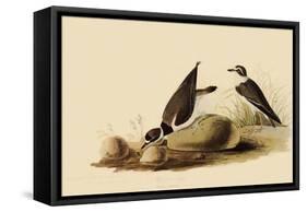 Ringed Plovers-John James Audubon-Framed Stretched Canvas