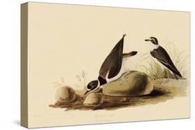 Ringed Plovers-John James Audubon-Stretched Canvas