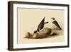 Ringed Plovers-John James Audubon-Framed Giclee Print