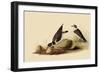 Ringed Plovers-John James Audubon-Framed Giclee Print
