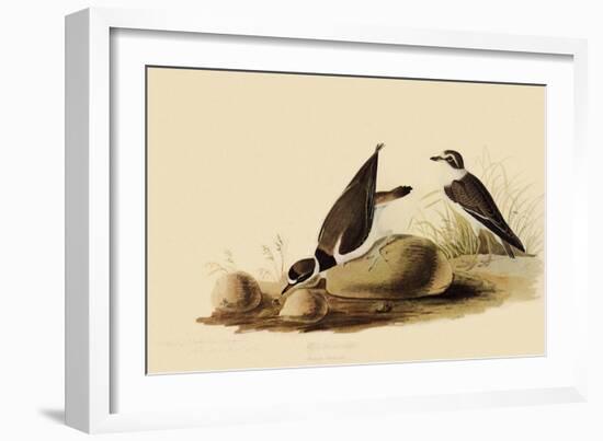 Ringed Plovers-John James Audubon-Framed Giclee Print